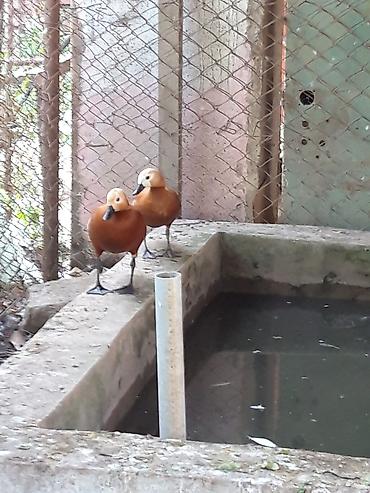 amadin qusu haqqinda: Narin ördəklər (Ruddy shelduck – turac rəngli su quşu) cütlük — 6