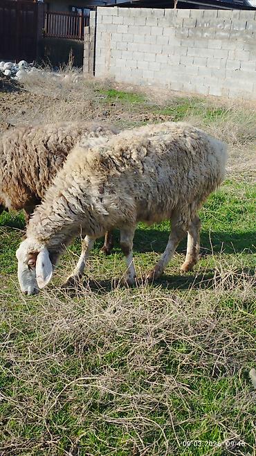 Баран, овца: Продаю | Овца (самка) | Для разведения | Матка — 11