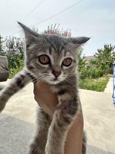 наполнитель для животных: Мышык бекер берилет: Породасыз, 1 айлык, Ургаачы