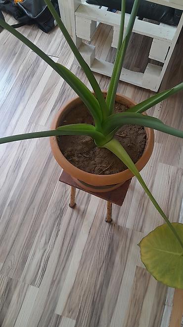 Otaq bitkiləri: Böyük yarpaqlı otaq bitkisi – Alokaziya (Elephant Ear) saksıda Məhsul — 2