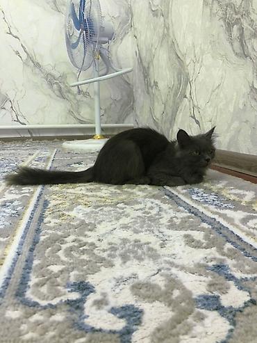 серая кошка: Кошка даром: Американский кёрл, 1 год, Девочка — 3