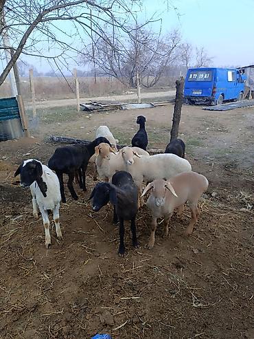 Баран, овца: Продаю | Овца (самка) | Полукровка | Для разведения | Ярка — 2