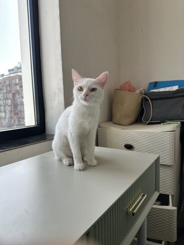 кошка с разными глазами: 2 года, Девочка, Приучена к лотку