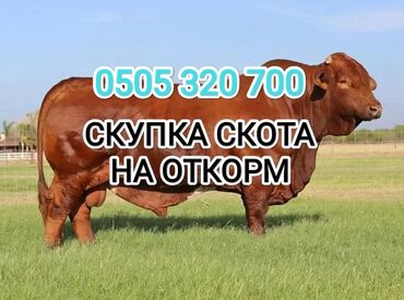 баран на продажу: Куплю | Коровы, быки, Лошади, кони | На забой, на мясо, На откорм, Бесплатная доставка