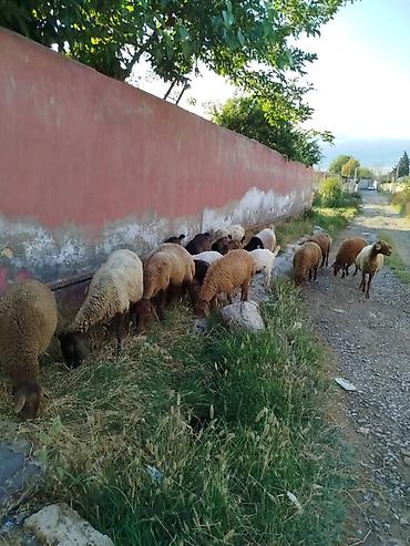 ereb kecileri: Dişi, Alpine, il: 1, Damazlıq, Südlük, Ətlik, Ünvandan götürmə — 1