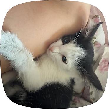 Мышыктар: 🐾 Отдадим котенка в добрые и заботливые руки. Мальчик, 1,5 месяца — 1