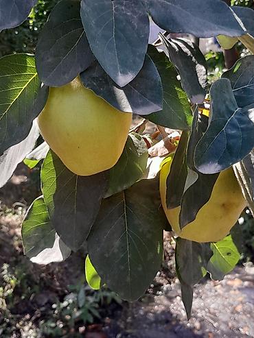 birge ve saglam: Salam her ikisi yetişib her ikisinin kilosu iki manatdandir — 8