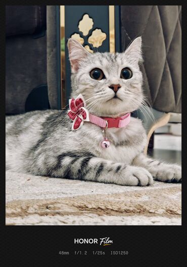 Pişiklər: Ata British fold(yasti qulaq);ana:shinsilla shorthair tabby(dik — 10