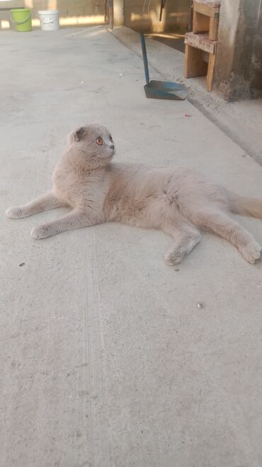 Кошки: Скотиш Фолд (Шотландская вислоухая), 2 месяца, Девочка at lalafo.kg Кошки: Скотиш Фолд (Шотландская вислоухая), 2 месяца, Девочка