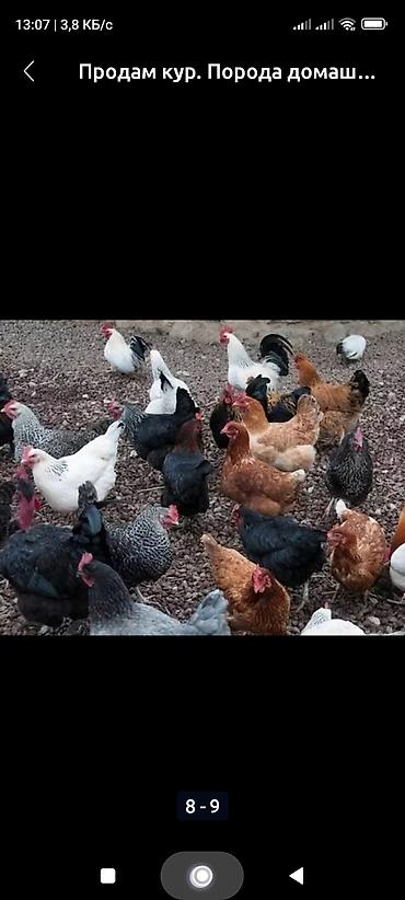Куры, петухи: Продаю | Куры, Петух, Цыплята | Полубрама, Бройлерная, Бойцовая | На забой, Для разведения, Несушки — 8