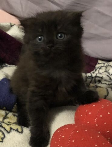 корм для кошек и котят: Продается котенок Скоттиш фолд. Возраст 1,5 месяца пол девочка