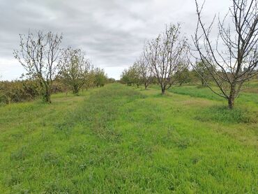 Torpaq sahələrinin satışı: 130 sot, Tikinti, Kupça (Çıxarış) — 24