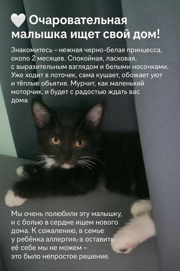 ориентальная кошка: Кошка даром: Беспородная, 2 месяца, Девочка, Приучена к лотку