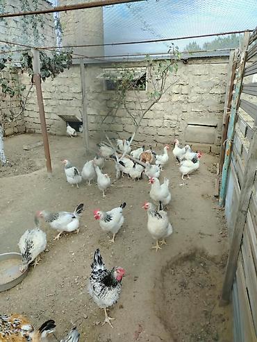 Toyuq, Yumurtalıq lalafo.az -da Toyuq, Yumurtalıq