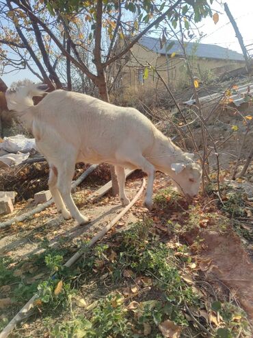 декоративные кролик: Продаю | Коза (самка)