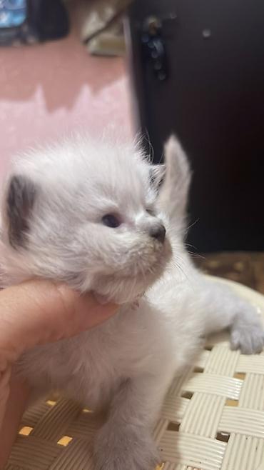 Кошки: Самец, В добрые руки, Бесплатная доставка, Самовывоз — 4