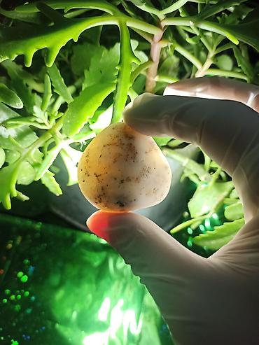 Digər kolleksiyalar: İşıq keçirən Təbii Mineral Daşlar 💎Qiymətlə bağlı maraqlananlar zəhmət — 5