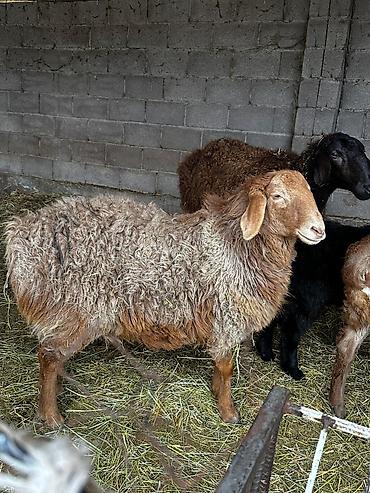 Баран, овца: Продаю | Овца (самка) | Для разведения — 15