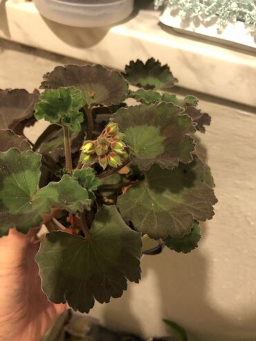 Otaq bitkiləri: Otaq bitkileri — 13