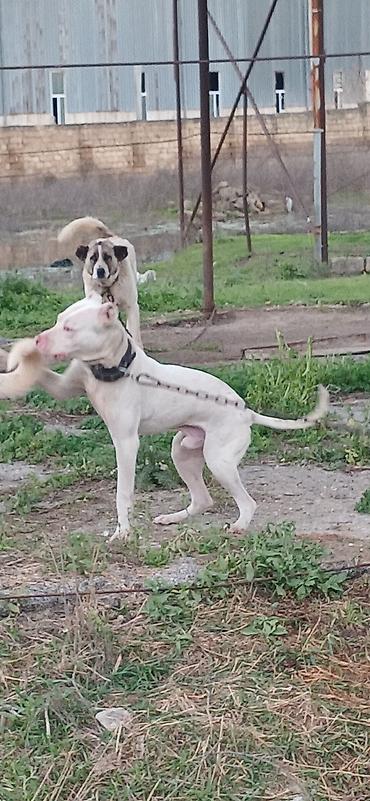 İtlər: Pitbul, 10 ay, Erkek, Peyvəndli — 4