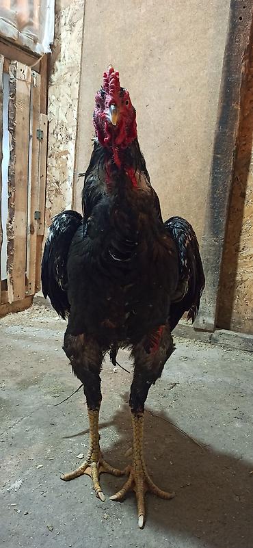 Куры, петухи: Продаю | Петух | Бойцовая | Для разведения — 9