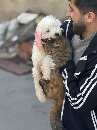 maraqli pişik adları: Pudel, 5 ay, Dişi, Sənədli, Ödənişli çatdırılma, Rayonlara çatdırılma, Ünvandan götürmə