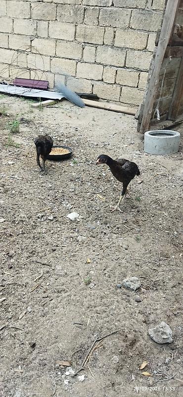 heyrati becesi: Ataları qaragöz cinsi anası türk yapon sintezi fərələr 30m40m becələr — 9