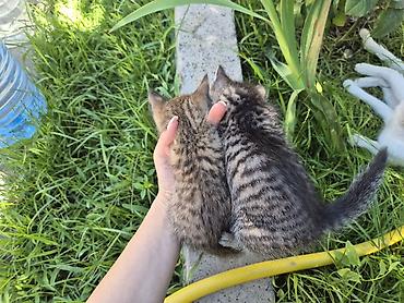кошки сиамская: ‼️‼️Осталась только чёрная Котята домашние, помёт от одной кошки. На — 5