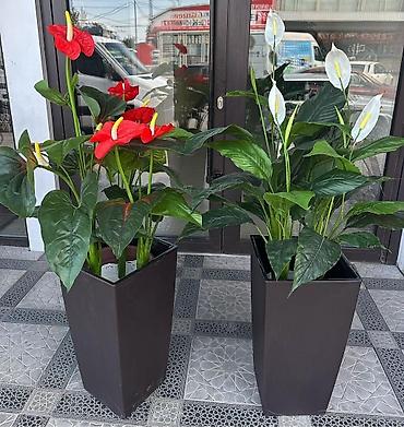 Декоративные цветы: Искусственные деревьяи цветы для вашего интерьера Адрес: г. Бишкек. ул — 3