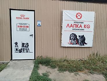 кой бишкек: ?агазин «Лапка KG» Что у нас есть: - Корма для кошек и собак: сухие и — 1