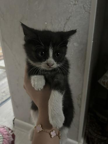 коты бенгальские: Котята, ок. 1,5–2 месяцев, домашние. - Окрас: светло‑серебристый (два — 3