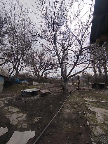 Продажа коттеджей и домов: Продается дом в г. Кара балта 17,5 соток. Мы посадили осенью новый — 12