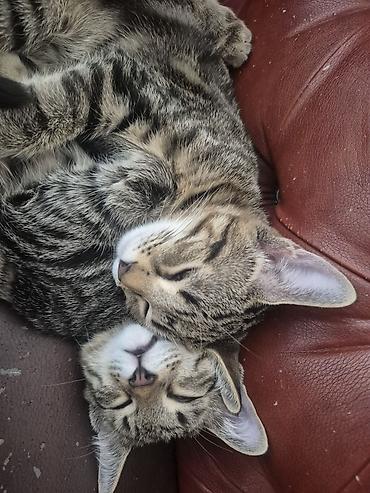 отдаю кота: 4 месяца, Мальчик, Приучена к лотку — 8