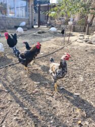 Xoruzlar: Xoruz, il: <1, Ünvandan götürmə — 1