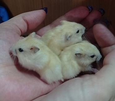 Хомяки: Продаются хомячки ручные. В нашем питомнике вы можете приобрести — 4