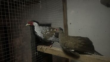 павлин птица: Продаю серебряных Фазанов 
Возраст полтора года самка уже занеслась