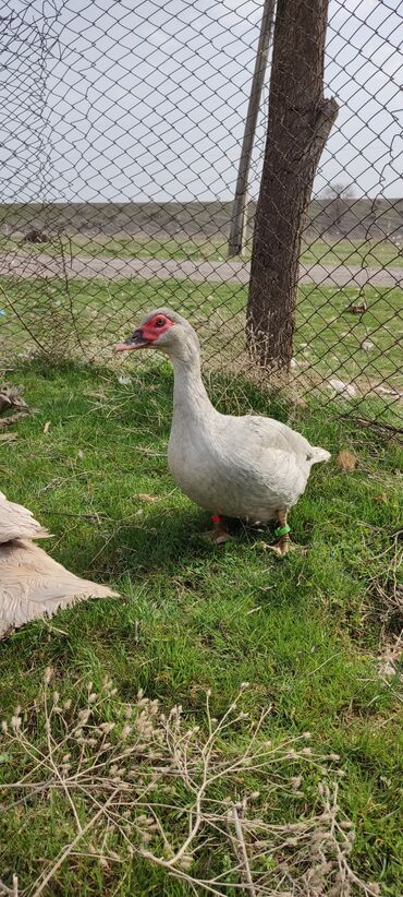 Другие с/х животные: Мускусная утка (индоутка), светло-серая окраска с красной маской на — 1