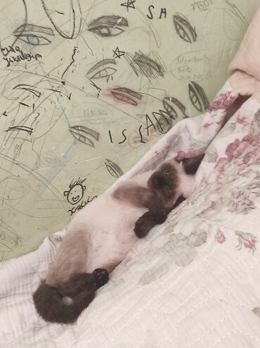 Pişiklər: Siam, Erkək — 4