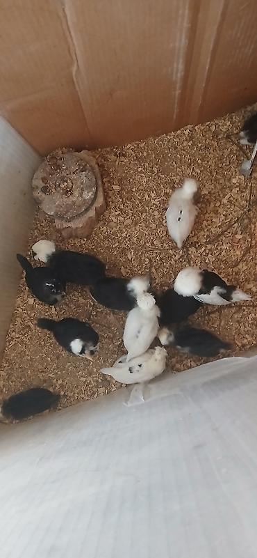 su quşu adları: Rahibə 
0506843992 — 1