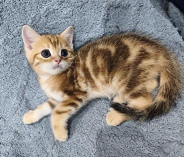 Продажа кошек: Предлагается к предварительному резерву шотландский котенок. Скоттиш — 2