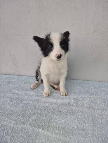 Psi: Štenci Border Collie oštenjeni 01. juna očišćeni od parazita više — 4