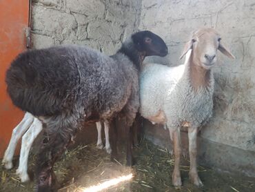 овца матка: Продаю | Овца (самка), Баран (самец) | Гиссарская, Арашан | На забой | Кастрированные, Матка