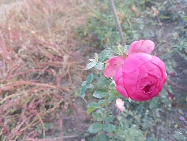 Другие садовые цветы и кустарники: Саженцы садовых роз и хризантем - Розы чайно-гибридные/флорибунда — 9