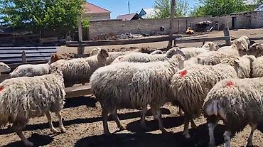 Qoyunlar, qoçlar: Dişi, il: 1, Damazlıq, Pulsuz çatdırılma — 19