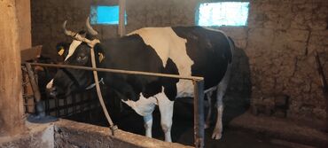 Продаю | Корова (самка) | Голштин | Для молока | Стельные, Искусственник