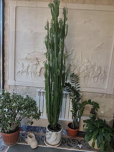 Молочайлар: Высокий комнатный суккулент Euphorbia trigona (молочай треугольный) — 3