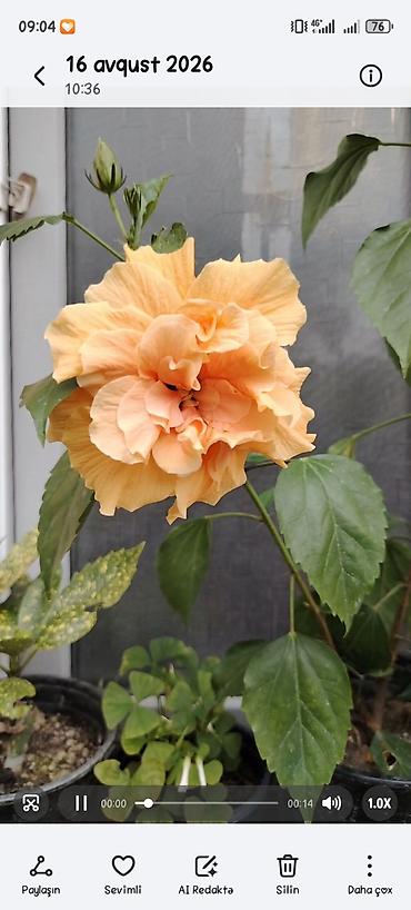 kol bitkiləri: Hibiskus (Çin qızılgülü) saksı bitkisi - Parlaq qırmızı, iri və — 1