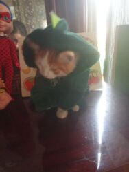 Pişiklər: Britan, Dişi, Yaxşı əllərə, Ünvandan götürmə, Pulsuz çatdırılma, Ödənişli çatdırılma -da lalafo.az — 9 Pişiklər: Britan, Dişi, Yaxşı əllərə, Ünvandan götürmə, Pulsuz çatdırılma, Ödənişli çatdırılma — 9