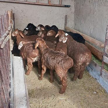 Баран, овца: Продаю | Ягненок — 4