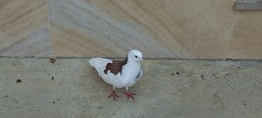 Göyərçinlər: Sari qara cutdu.sarinin ata anasi 6 saat ucur .cutu 45manata.pavlin 10 — 9